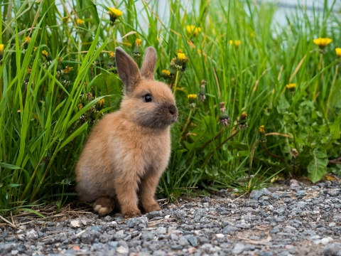 Der Osterhase hat eigentlich nicht viel mit Ostern zu tun.